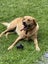 assistance with rehoming our golden Labrador Carousel 3