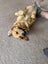 assistance with rehoming our golden Labrador Carousel 4