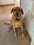 assistance with rehoming our golden Labrador Carousel 5