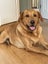 assistance with rehoming our golden Labrador Carousel 6