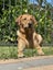 assistance with rehoming our golden Labrador Carousel 1