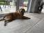 assistance with rehoming our golden Labrador Carousel 7
