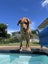 assistance with rehoming our golden Labrador Carousel 2