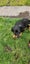 Free Puppy Carousel 1