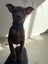 RIDGE - Ridgeback Mix Rescue Puppy Carousel 1