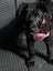 Heading Dog × Huntaway Bitch Pup – 3 Months Old Carousel 4