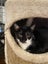 Brave Paws Cat Rescue - Kitten - 5 months Bijou Carousel 1