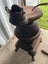 Masport Pittsburgh Fireplace Pot Belly - RARE FIND!!! Carousel 4