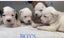 American bulldog x pit puppies Carousel 5