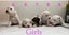 American bulldog x pit puppies Carousel 6