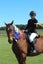 HORSE FOR LEASE Carousel 3