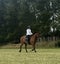 HORSE FOR LEASE Carousel 4