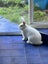 White Rabbits for sale Carousel 1