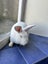 White Rabbits for sale Carousel 2
