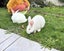 White Rabbits for sale Carousel 3
