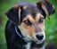 Luke, 4 months old loving, good temperament Huntaway - Border Collie puppy Carousel 4