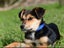 Luke, 4 months old loving, good temperament Huntaway - Border Collie puppy Carousel 3
