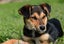 Luke, 4 months old loving, good temperament Huntaway - Border Collie puppy Carousel 5
