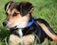 Luke, 4 months old loving, good temperament Huntaway - Border Collie puppy Carousel 1