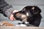 Jasper, 4 months old intelligent, fantastic temperament Huntaway- Border Collie Carousel 8