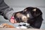Jasper, 4 months old intelligent, fantastic temperament Huntaway- Border Collie Carousel 9