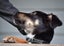 Jasper, 4 months old intelligent, fantastic temperament Huntaway- Border Collie Carousel 10