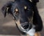 Jasper, 4 months old intelligent, fantastic temperament Huntaway- Border Collie Carousel 4