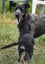 Jasper, 4 months old intelligent, fantastic temperament Huntaway- Border Collie Carousel 5