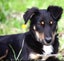 Jasper, 4 months old intelligent, fantastic temperament Huntaway- Border Collie Carousel 6
