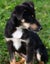 Jasper, 4 months old intelligent, fantastic temperament Huntaway- Border Collie Carousel 7