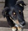 Jasper, 4 months old intelligent, fantastic temperament Huntaway- Border Collie Carousel 3