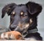 Jasper, 4 months old intelligent, fantastic temperament Huntaway- Border Collie Carousel 2