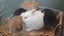 Gorgeous rabbits for sale, Jersey Wooly, Netherland Dwarf, pick up Helensville Carousel 6