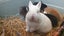 Gorgeous rabbits for sale, Jersey Wooly, Netherland Dwarf, pick up Helensville Carousel 5