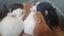 Gorgeous rabbits for sale, Jersey Wooly, Netherland Dwarf, pick up Helensville Carousel 4