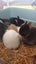 Gorgeous rabbits for sale, Jersey Wooly, Netherland Dwarf, pick up Helensville Carousel 3