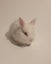 Gorgeous rabbits for sale, Jersey Wooly, Netherland Dwarf, pick up Helensville Carousel 1