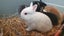 Gorgeous rabbits for sale, Jersey Wooly, Netherland Dwarf, pick up Helensville Carousel 2