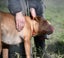 Kaira - a very affectionate Teddy Bear Staffy cross Carousel 10