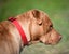 Kaira - a very affectionate Teddy Bear Staffy cross Carousel 8