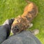 Keira - Huntaway X - BOI Animal Rescue Trust Carousel 1