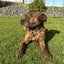 Keira - Huntaway X - BOI Animal Rescue Trust Carousel 4