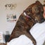 Keira - Huntaway X - BOI Animal Rescue Trust Carousel 3