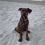 Keira - Huntaway X - BOI Animal Rescue Trust Carousel 5