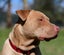 Kaira - a very affectionate Teddy Bear Staffy cross Carousel 4