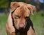 Kaira - a very affectionate Teddy Bear Staffy cross Carousel 3