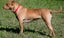 Kaira - a very affectionate Teddy Bear Staffy cross Carousel 5