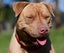 Kaira - a very affectionate Teddy Bear Staffy cross Carousel 2