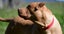 Kaira - a very affectionate Teddy Bear Staffy cross Carousel 6