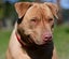 Kaira - a very affectionate Teddy Bear Staffy cross Carousel 1